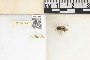 Media type: image;   Entomology 771337 Aspect: Labels